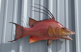 26" Hog Snapper Full Mount Fish Replica Customer Proofs 22729