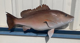 26" Mangrove Snapper Full Mount Fish Replica Customer Proofs 21881