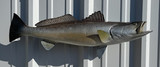 26" Seatrout  Full Mount Fish Replica Customer Proofs 22483