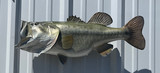 27" Largemouth Bass Full Mount Fish Replica Customer Proofs 22590