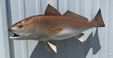 27" Redfish Full Mount Fish Replica Customer Proofs 22683