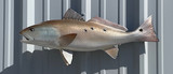 27" Redfish Full Mount Fish Replica Customer Proofs 22752