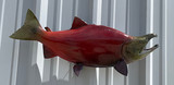 28" Sockeye Salmon Full Mount Fish Replica Customer Proofs 22940