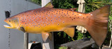 29 Inch Brown Trout Fish Mount Production Proofs - Invoice #21333