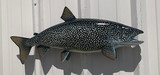 29" Lake Trout Full Mount Fish Replica Customer Proofs 21269