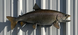 29" Lake Trout Full Mount Fish Replica Customer Proofs 22601