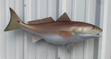 29" Redfish Full Mount Fish Replica Customer Proofs 21982