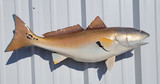 29" SRedfish Full Mount Fish Replica Customer Proofs 22343