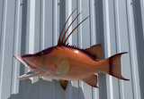 32" Hog Snapper Full Mount Fish Replica Customer Proofs 22804