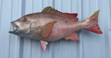 32" Mutton Snapper Full Mount Fish Replica Customer Proofs 22901