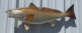 32" Redfish and 28" Seatrout Full Mount Fish Replicas Customer Proofs 22510