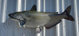 34" Channel Catfish Full Mount Fish Replica Customer Proofs 22770