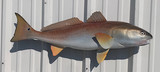 36" Redfish Full Mount Fish Replica Customer Proofs 21884