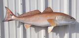 36" Redfish Full Mount Fish Replica Customer Proofs 22109