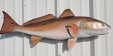 36" Redfish Full Mount Fish Replica Customer Proofs 22170