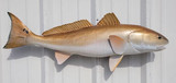 36" Redfish Full Mount Fish Replica Customer Proofs 22303