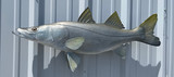 36" Snook Full Mount Fish Replica Customer Proofs 22689