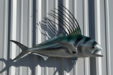 37" Roosterfish  Full Mount Fish Replica Customer Proofs 22630