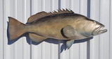 38" Gag Grouper Full Mount Fish Replica Customer Proofs 22383