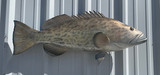 38" Gag Grouper Full Mount Fish Replica Customer Proofs 22743