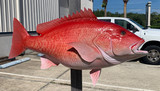 38 Inch Red Snapper Fish Mount Production Proofs - Invoice #21708