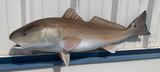 38" Redfish Full Mount Fish Replica Customer Proofs 22008