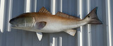 38" Redfish Full Mount Fish Replica Customer Proofs 22606