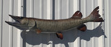 39" Muskie Full Mount Fish Replica Customer Proofs 21912