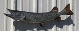 39" Tiger Muskie Full Mount Fish Replica Customer Proofs 21996