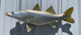 36" Snook Full Mount Fish Replica Customer Proofs 22634