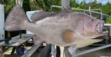 40 Inch Kitty Mitchell Grouper Fish Mount Production Proofs - Invoice #21613