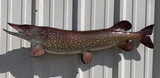 40 Inch Northern Pike Fish Mount Production Proofs - Invoice #21797