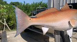 40 Inch Redfish Fish Mount Production Proofs - Invoice #21499