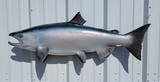 40" King Salmon Full Mount Fish Replica Customer Proofs 22241