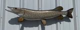 40" Northern Pike Full Mount Fish Replica Customer Proofs 22450