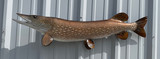 40" Northern Pike Full Mount Fish Replica Customer Proofs 22716