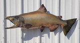 41" King Salmon Full Mount Fish Replica Customer Proofs 22132