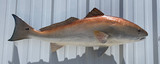 43" Redfish Full Mount Fish Replica Customer Proofs 22809