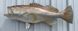 43" Yellowedge Grouper Full Mount Fish Replica Customer Proofs 22648