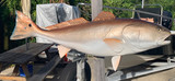 48 Inch Redfish Fish Mount Production Proofs - Invoice #21775