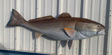 48" Redfish Full Mount Fish Replica Customer Proofs 22030