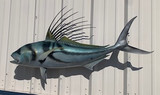 49" Roosterfish Full Mount Fish Replica Customer Proofs 21907