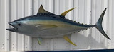 55" Yellowfin Tuna Full Mount Fish Replica Customer Proofs 21886