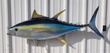 55" Yellowfin Tuna Full Mount Fish Replica Customer Proofs 22136