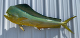 60" Bull Dolphin Full Mount Fish Replica Customer Proofs 22801