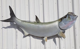 60" Tarpon Full Mount Fish Replica Customer Proofs 22066