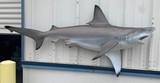 72 Inch Blacktip Shark Mount Production Proofs - Invoice #21751