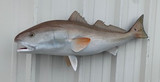 38" Redfish Full Mount Fish Replica Customer Proofs 21896