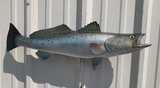 28 Inch Seatrout Fish Mount Production Proofs - Invoice #21284