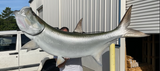 76 Inch Tarpon Fish Mount Production Proofs - Invoice #21270